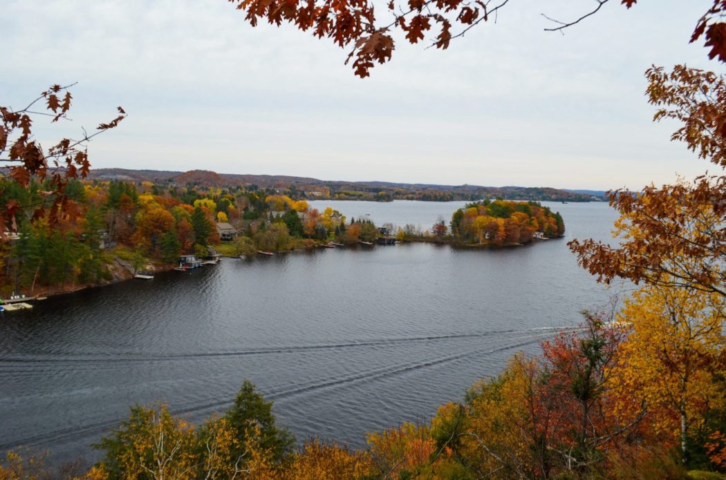 Trees surrounded by a calm river. 