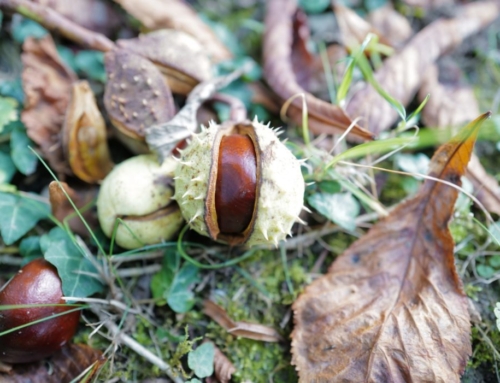 Pray for All the Souls