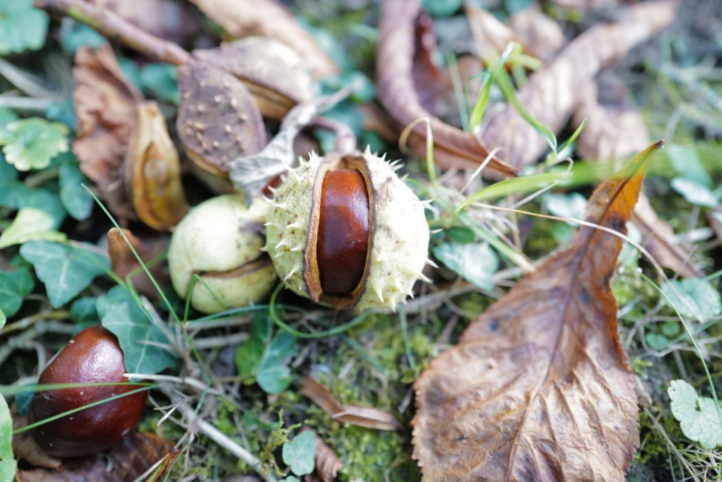 The skin of a fruit sliced in half, revealing a large seed inside.