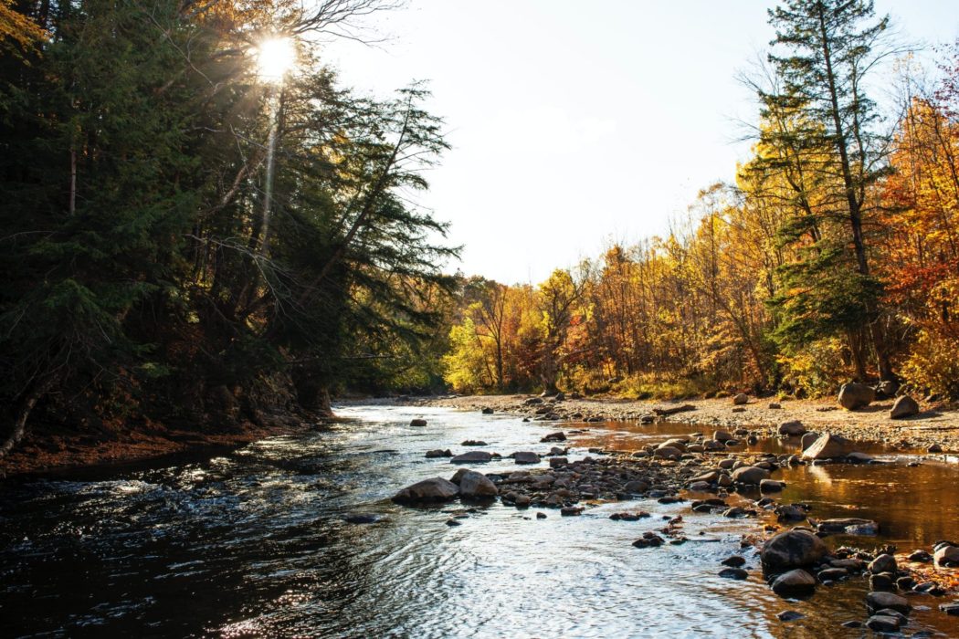 A river flowing through a forest, with stones protruding from the water and sunlight filtering through the trees.