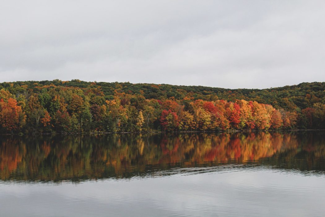 Beautiful trees in various hues with a calm river in the foreground.