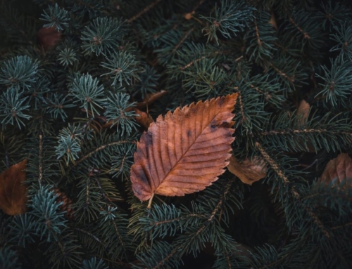 Too Much of a Good Thing?