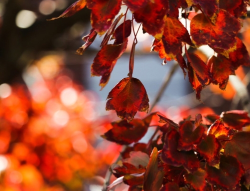 Where Are the Simons?