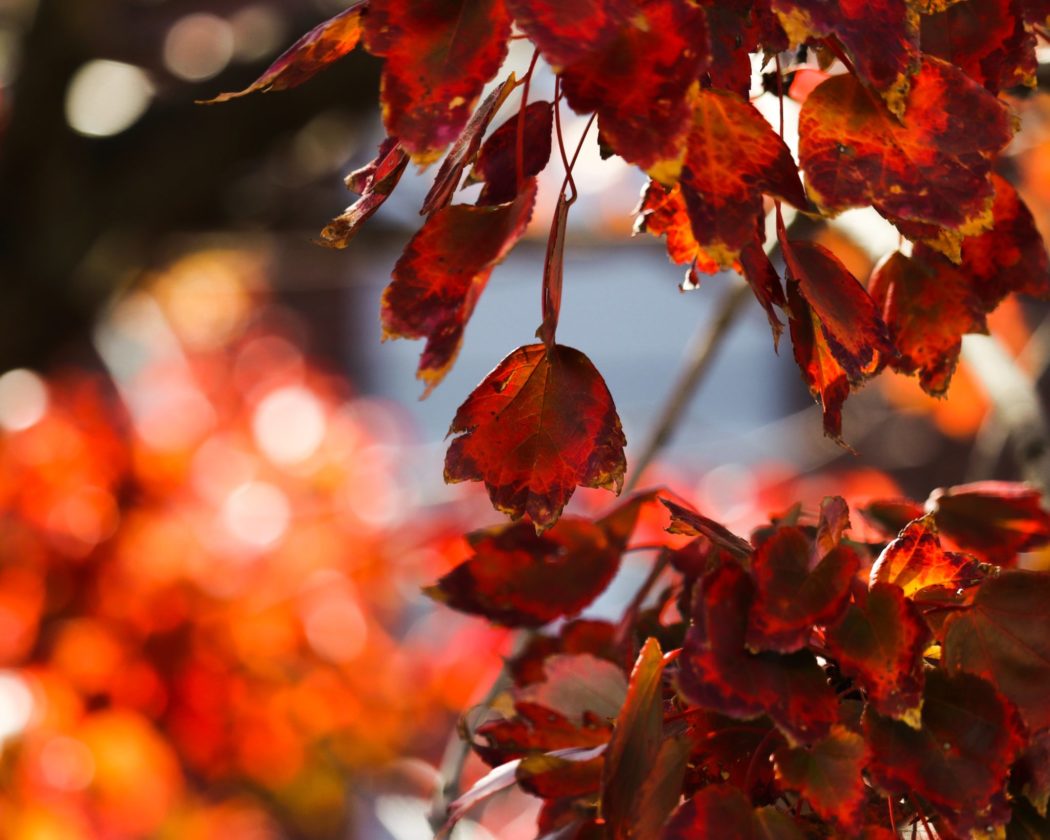 Red autumn leaves, likely from a red maple tree, a common sight during the fall foliage season. 