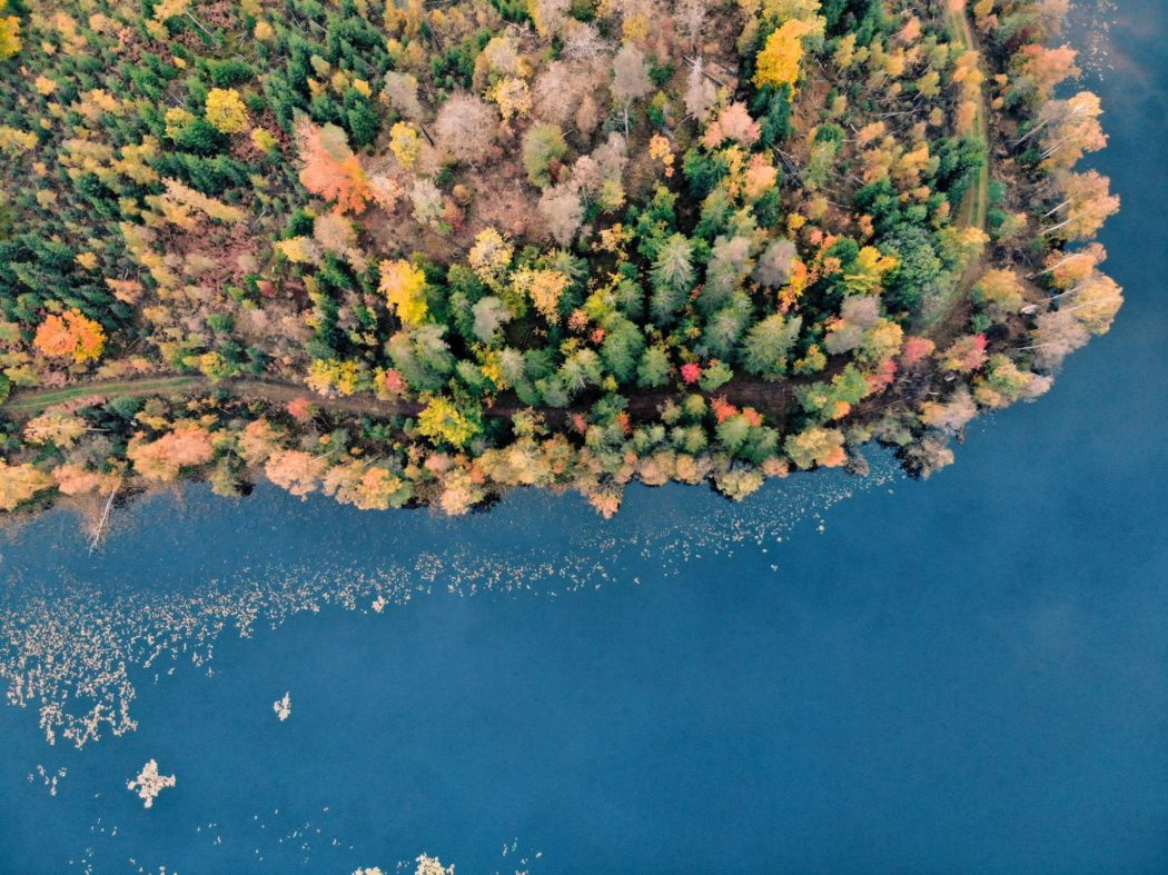 Top-down view of forested area next to a calm body of water.