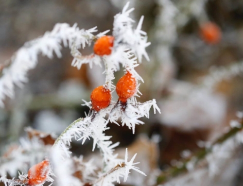 The World, the Flesh, and the Devil