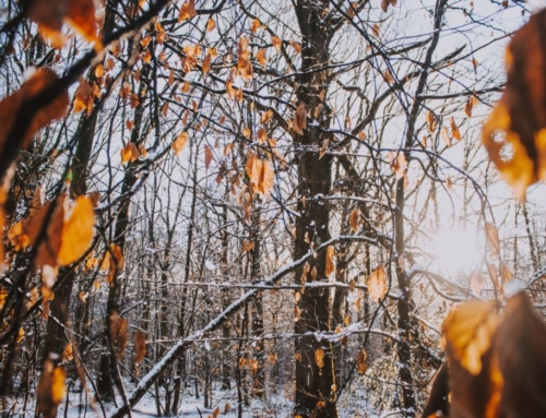 Grandma Grace’s Bible