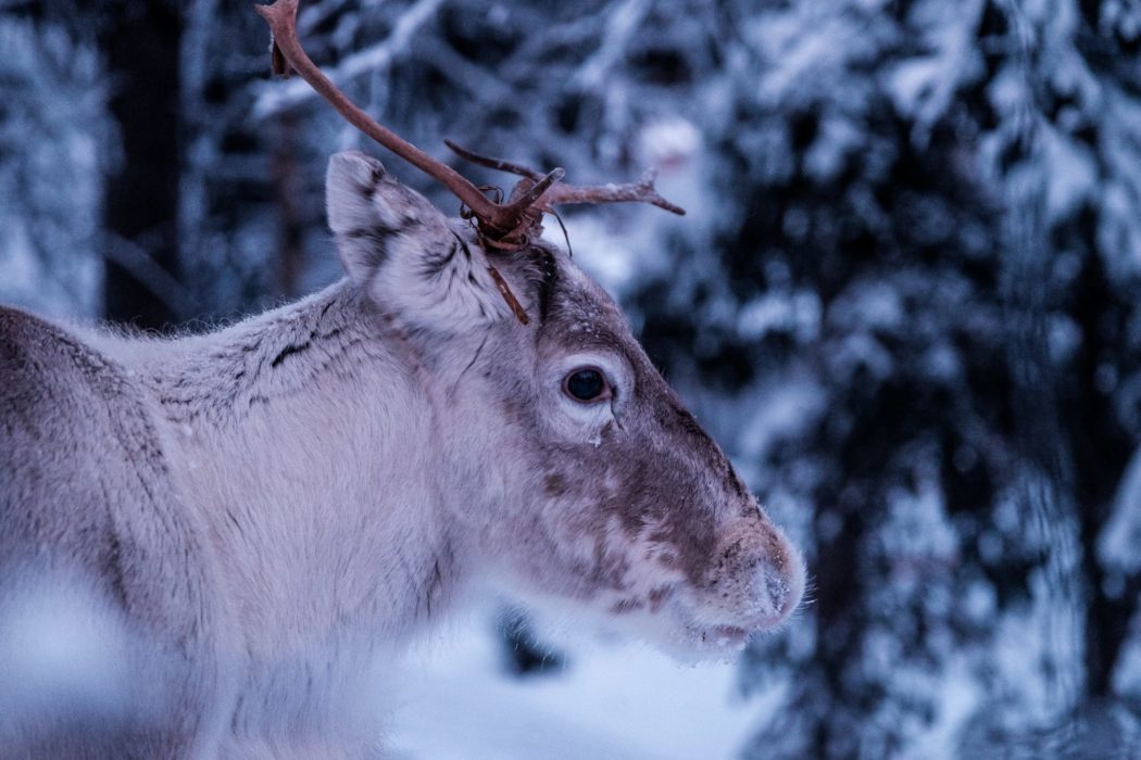 A reindeer, also known as a caribou in North America.