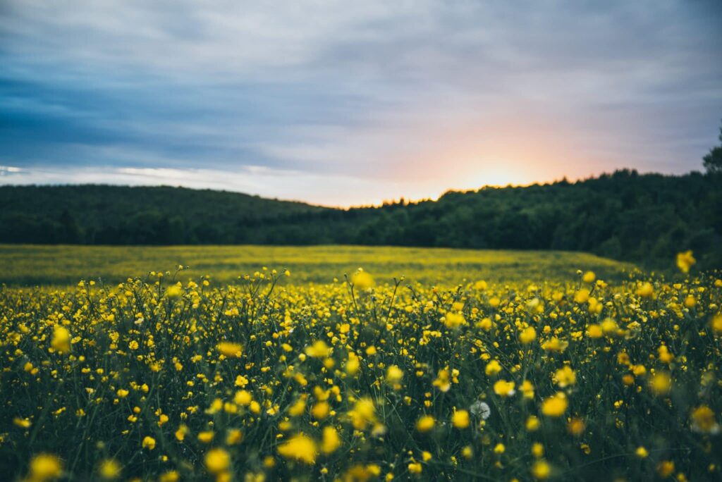 Vibrant field of yellow flowers under a bright sky with the sun shining overhead.