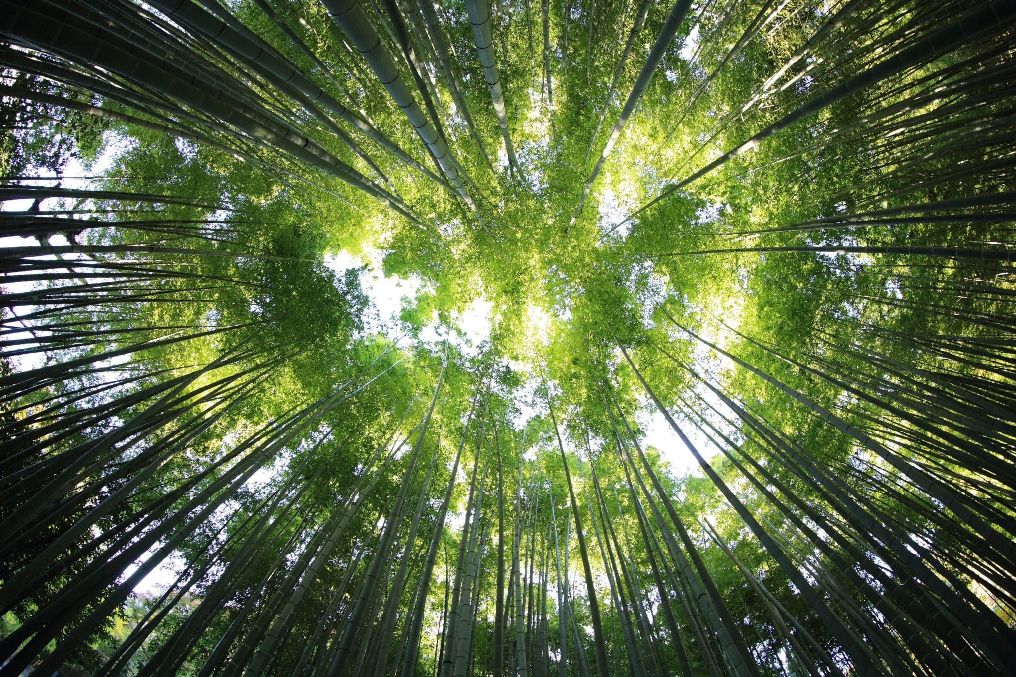 Tall trees surrounding the area.
