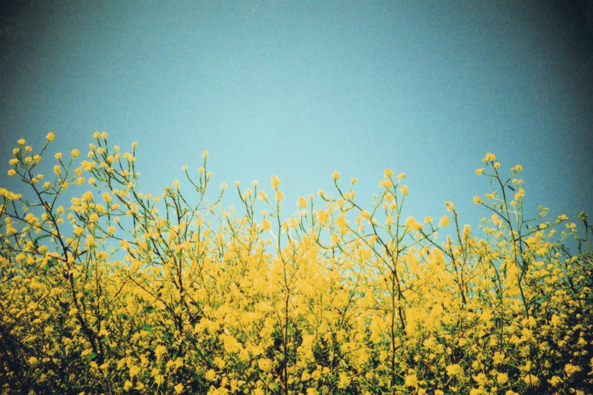 Close up of a meadow of mustard flowers.