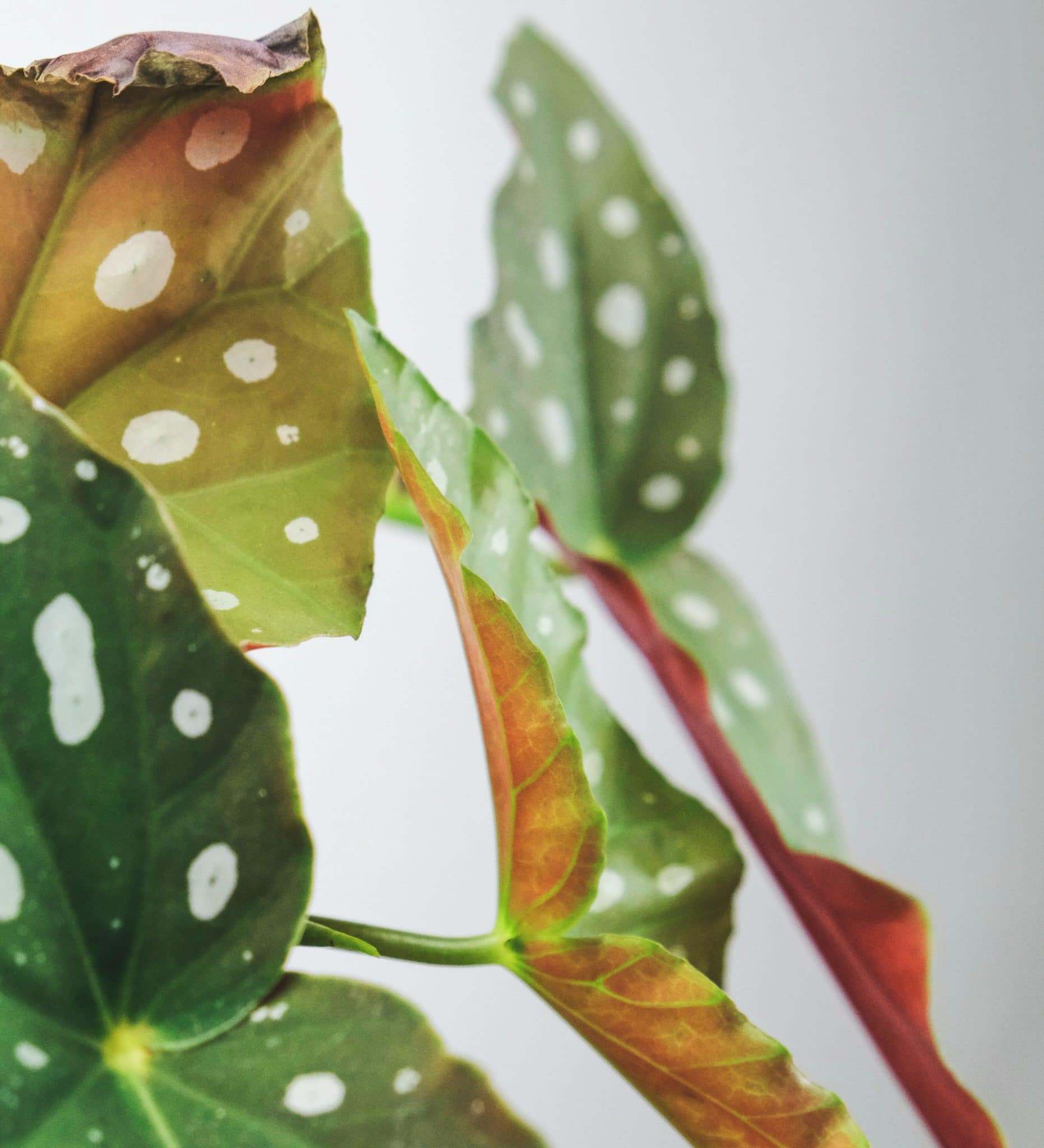 A plant with light spots against a light background.