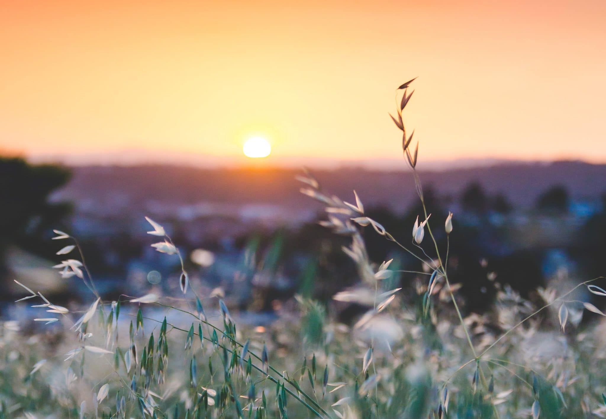 Close-up of a plant with the sun rising on the horizon in the background