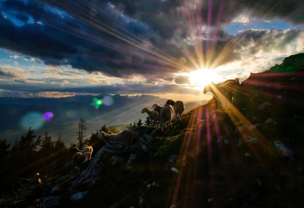 The view of sheep on a mountainside as the sun is piercing through the dark clouds above.