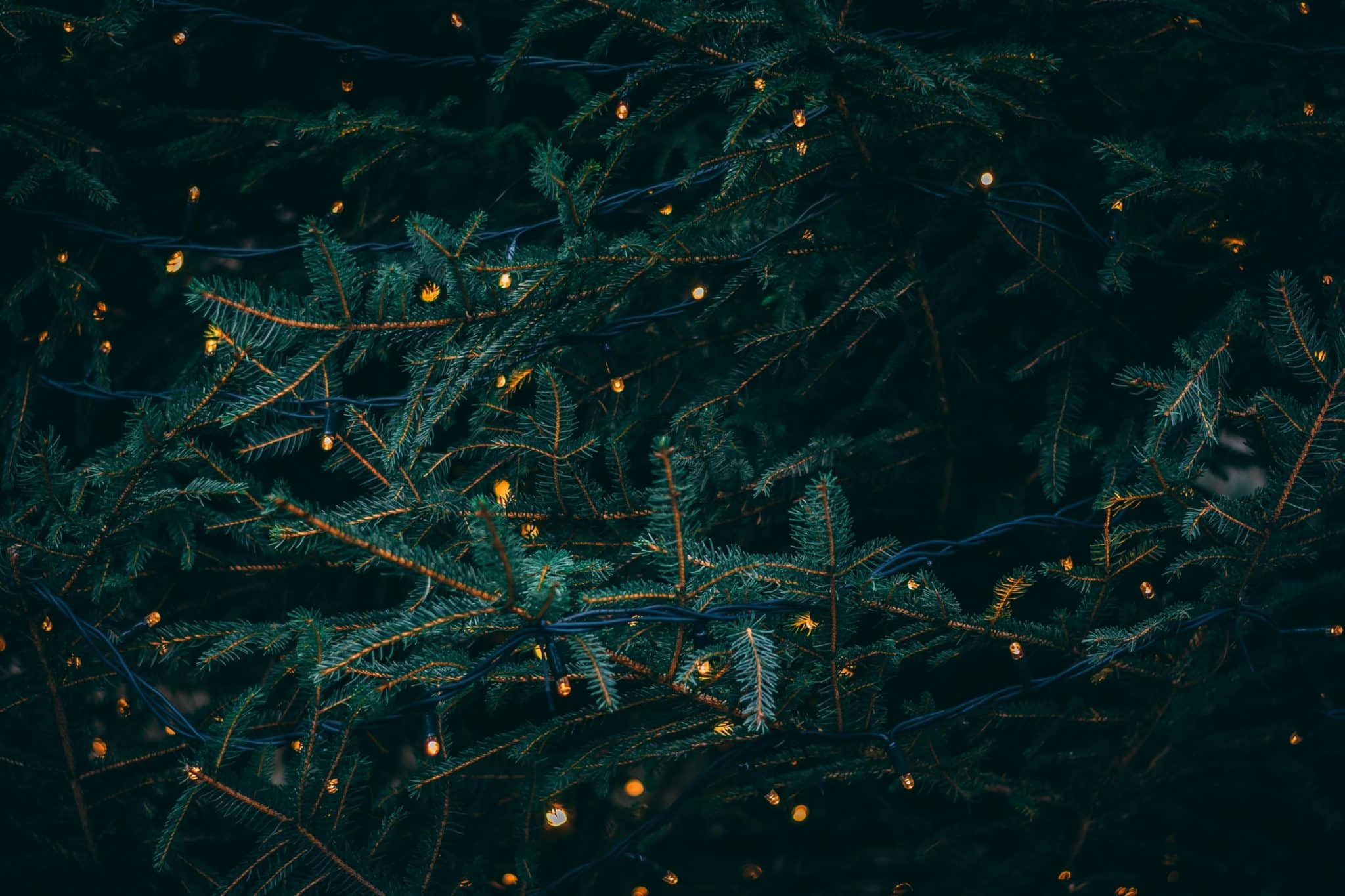 Close up of Christmas twinkle lights in a Christmas tree foliage with a dark.