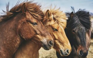 A group of three horses nuzzling up against one another.