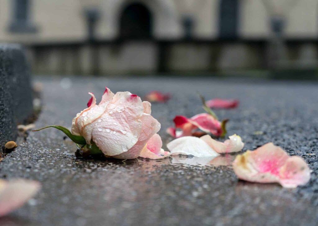 A pink rose fallen on the pavement, it's petals strewn about.