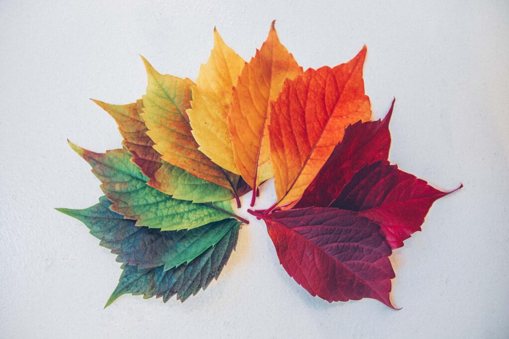 An assortment of leaves from very green to dark red symbolizing the seasons changing.
