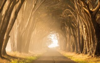A path with beautiful intertwining trees lining either side, the sun shining through on the left.