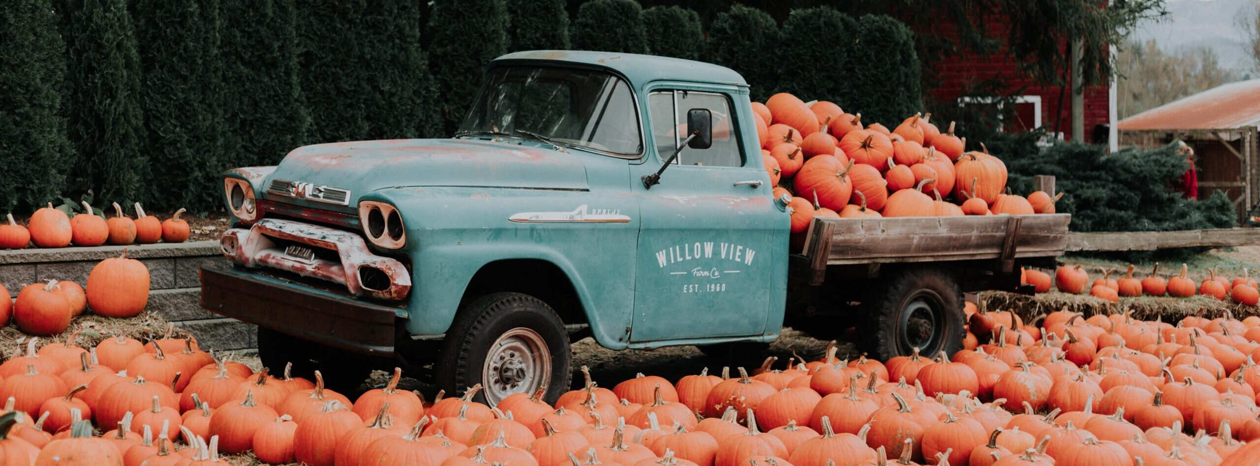 An old fashioned truck piled high with pumpkins sits in the middle of a pumpkin patch.