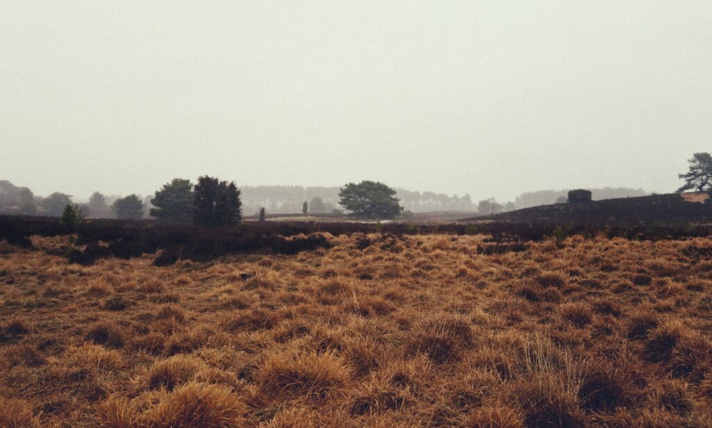 A picture of a landscape with brown grass in the foreground with trees lining the horizon in the background. Clouds and fog are filling the sky.