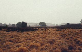 A picture of a landscape with brown grass in the foreground with trees lining the horizon in the background. Clouds and fog are filling the sky.