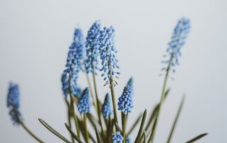 Close up of bright blue flowers with green stems and a white background.