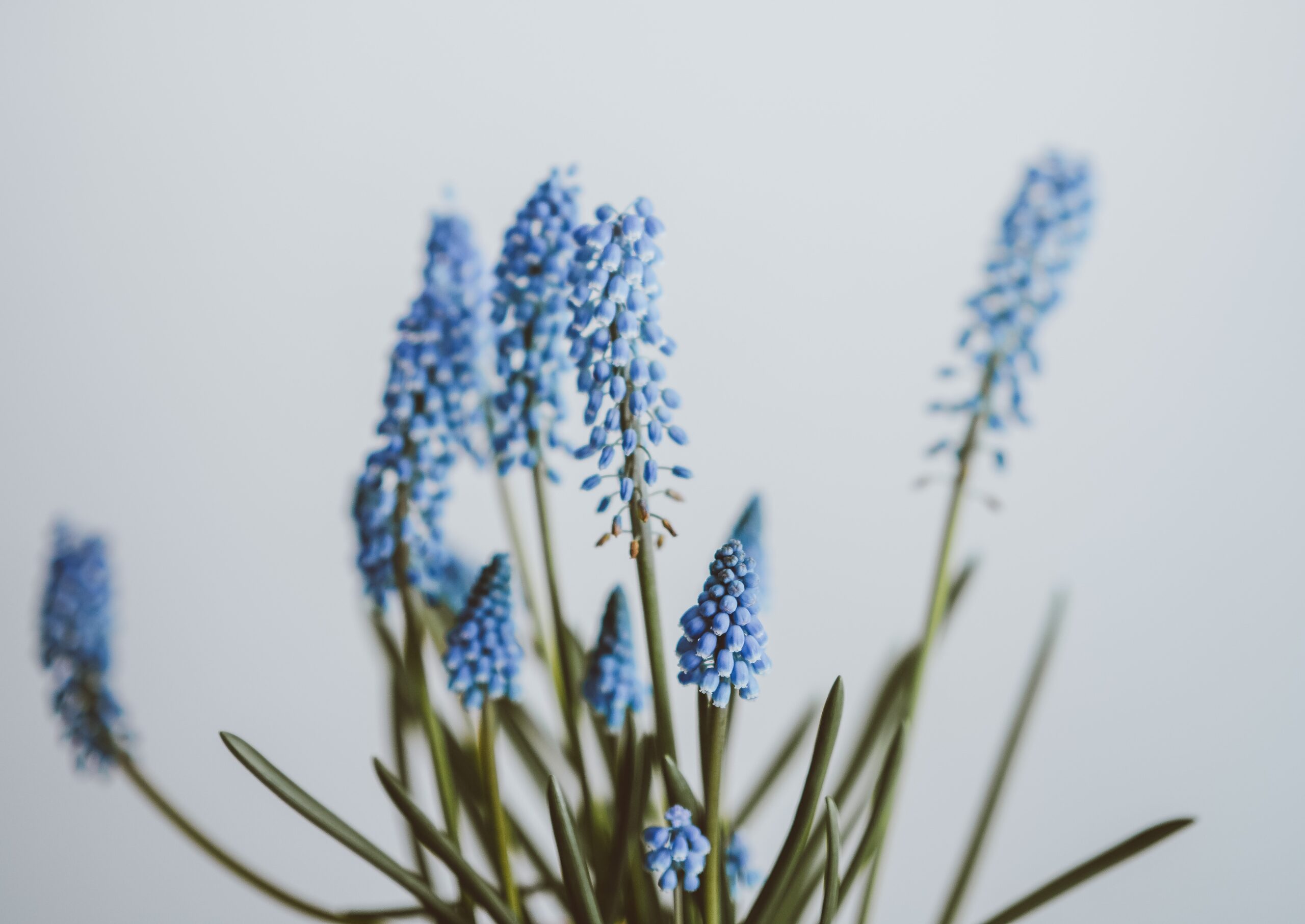 Close up of bright blue flowers with green stems and a white background.