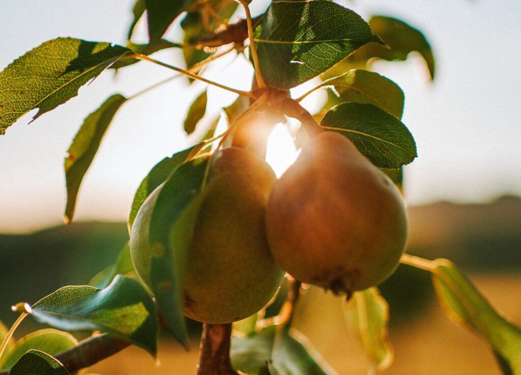 Close up of pears growing on a tree with the sun shining through in the background.
