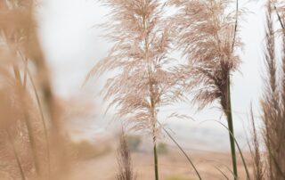 Close up of a tall, tan grasses with fluffy tops on them.