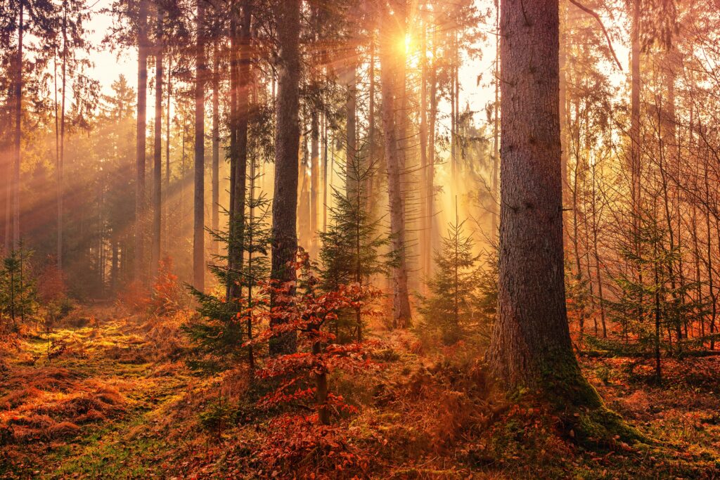 An autumn forest scene with light coming in through the trees.