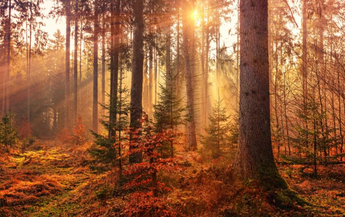 An autumn forest scene with light coming in through the trees.