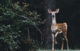 A picture of a small deer with spots on it coming out of the forest with her eyes on the camera and one of her legs slightly in the air. She's standing beside a large green bush and a large tree stands behind her.