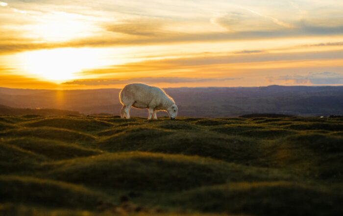 A picture of a sheep eating grass on some little slopes as the sun in setting beautifully in the background.