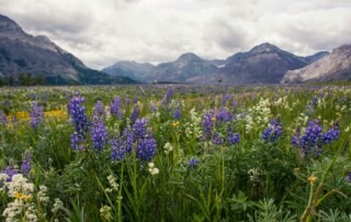 A picture of a flower field with mountains surrounding it and a cloudy sky above.