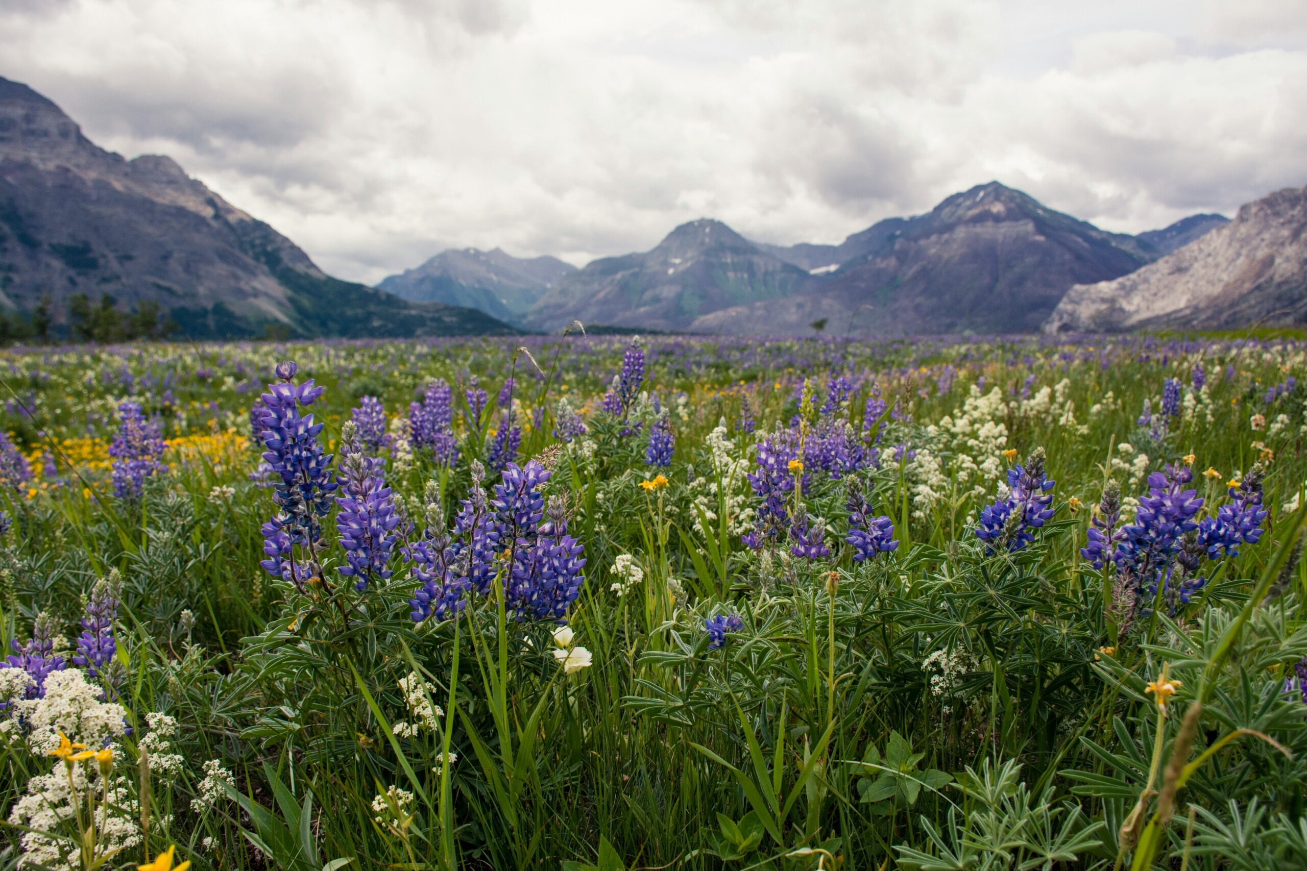 A picture of a flower field with mountains surrounding it and a cloudy sky above.
