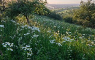 A picture overlooking a field of daisies in bloom on a hillside, rolling green hills peeking through the trees in the distance.