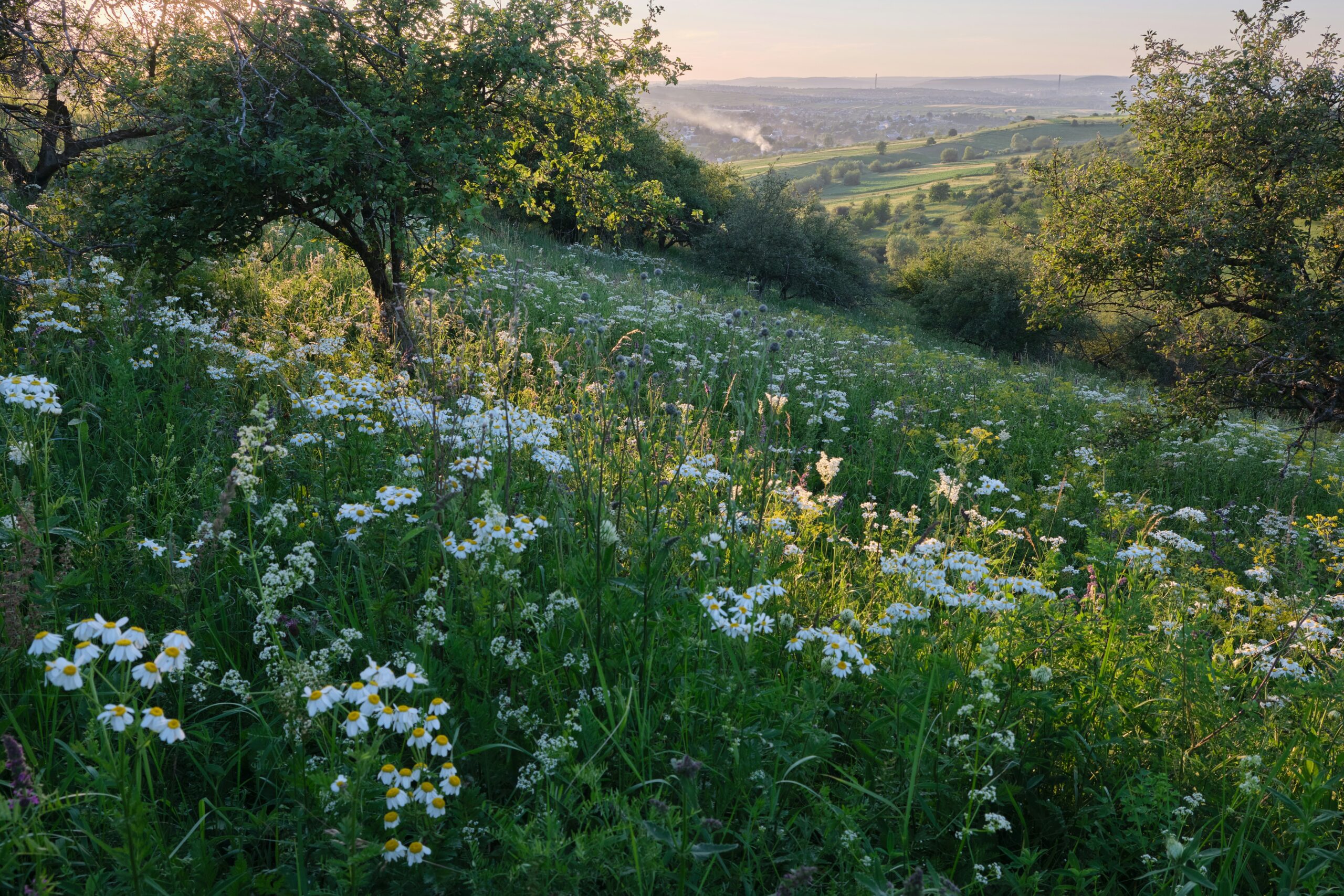 A picture overlooking a field of daisies in bloom on a hillside, rolling green hills peeking through the trees in the distance.