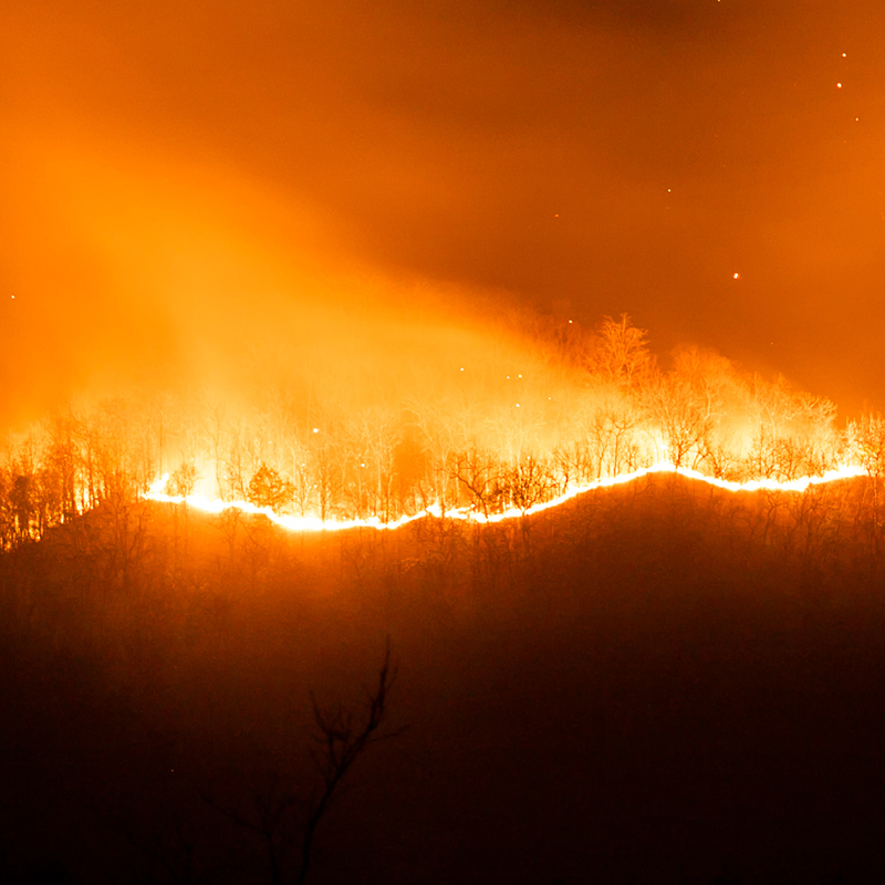 A fire burns through a forest