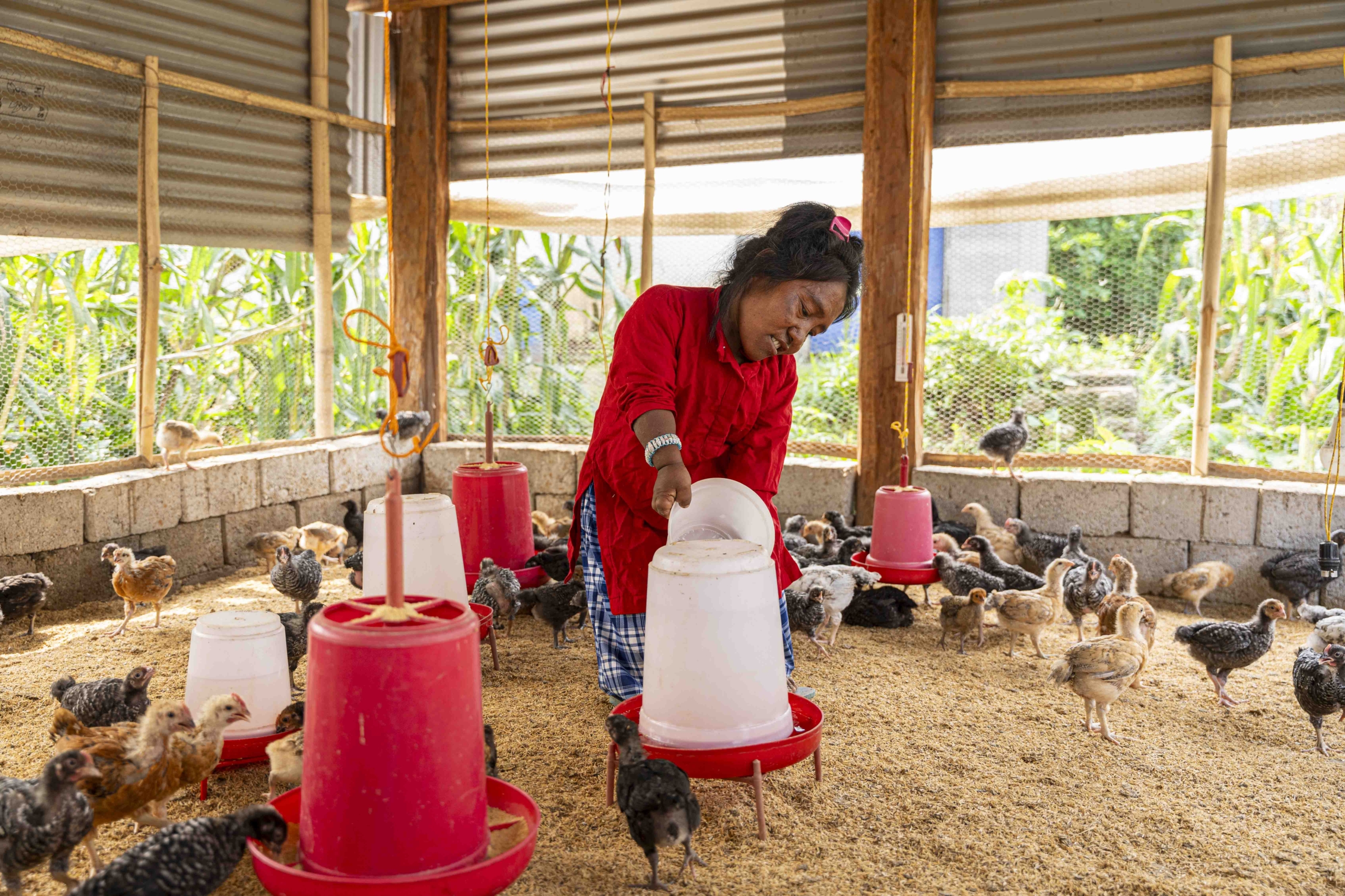 Kalyani refilling the chicken feeder inside her chicken coop.