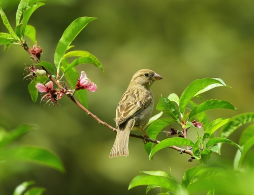 His Eye Is on the Sparrow 