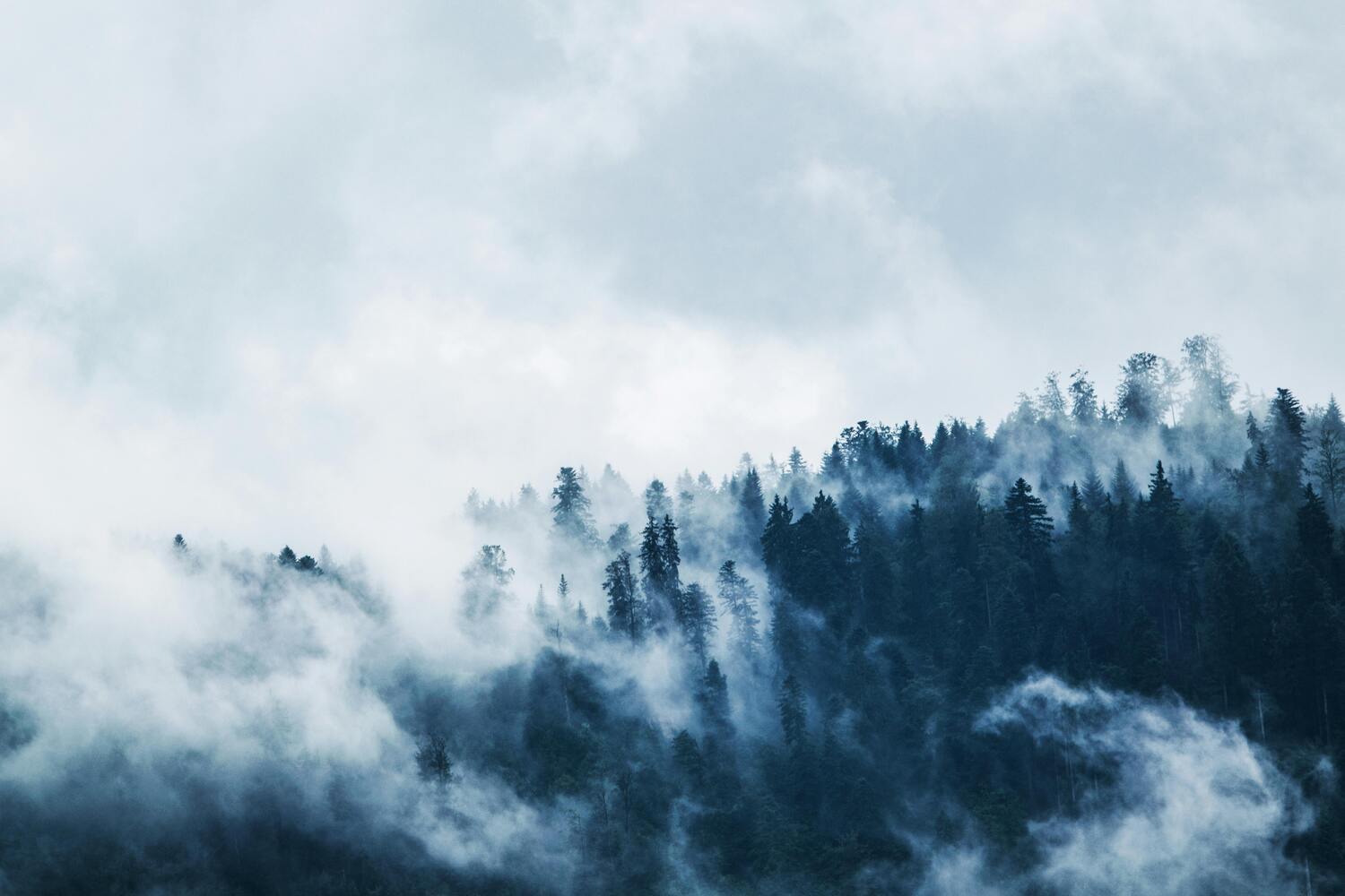 A misty forested mountainside with tall evergreen trees partially obscured by low-hanging clouds and fog.