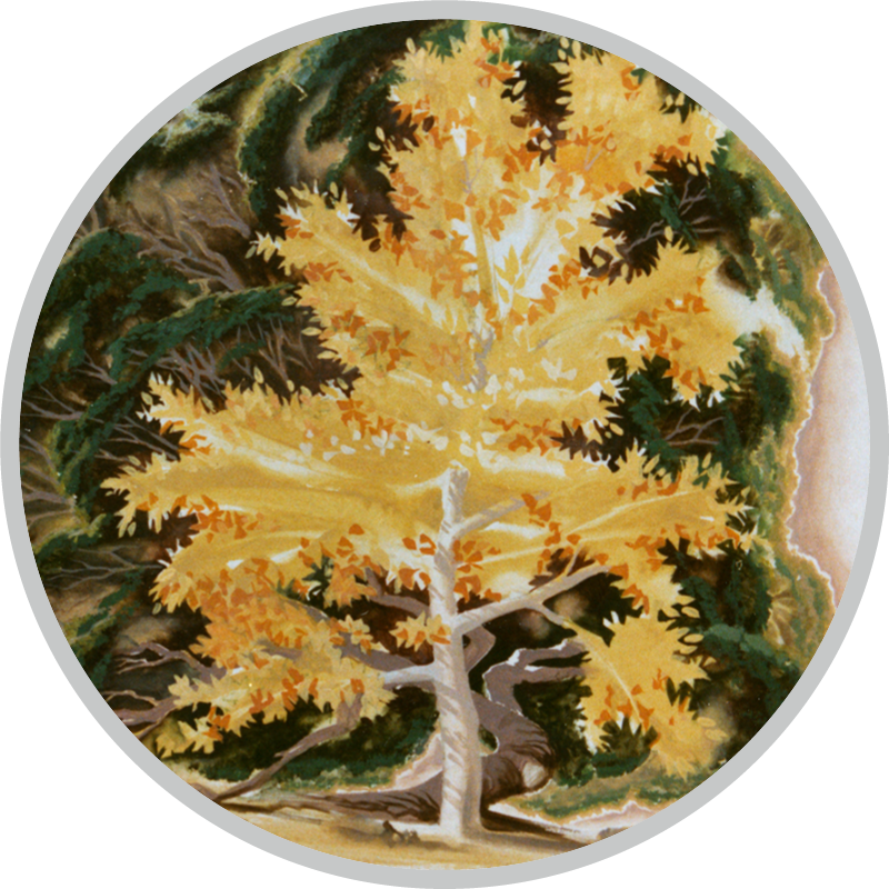 A golden tree surrounded by trees from behind with dark roots and dark green leaves that appear to be hugging it.