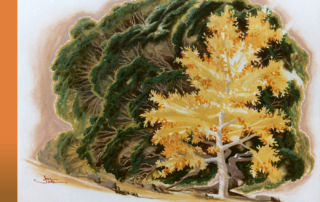 A golden tree surrounded by trees from behind with dark roots and dark green leaves that appear to be hugging it.