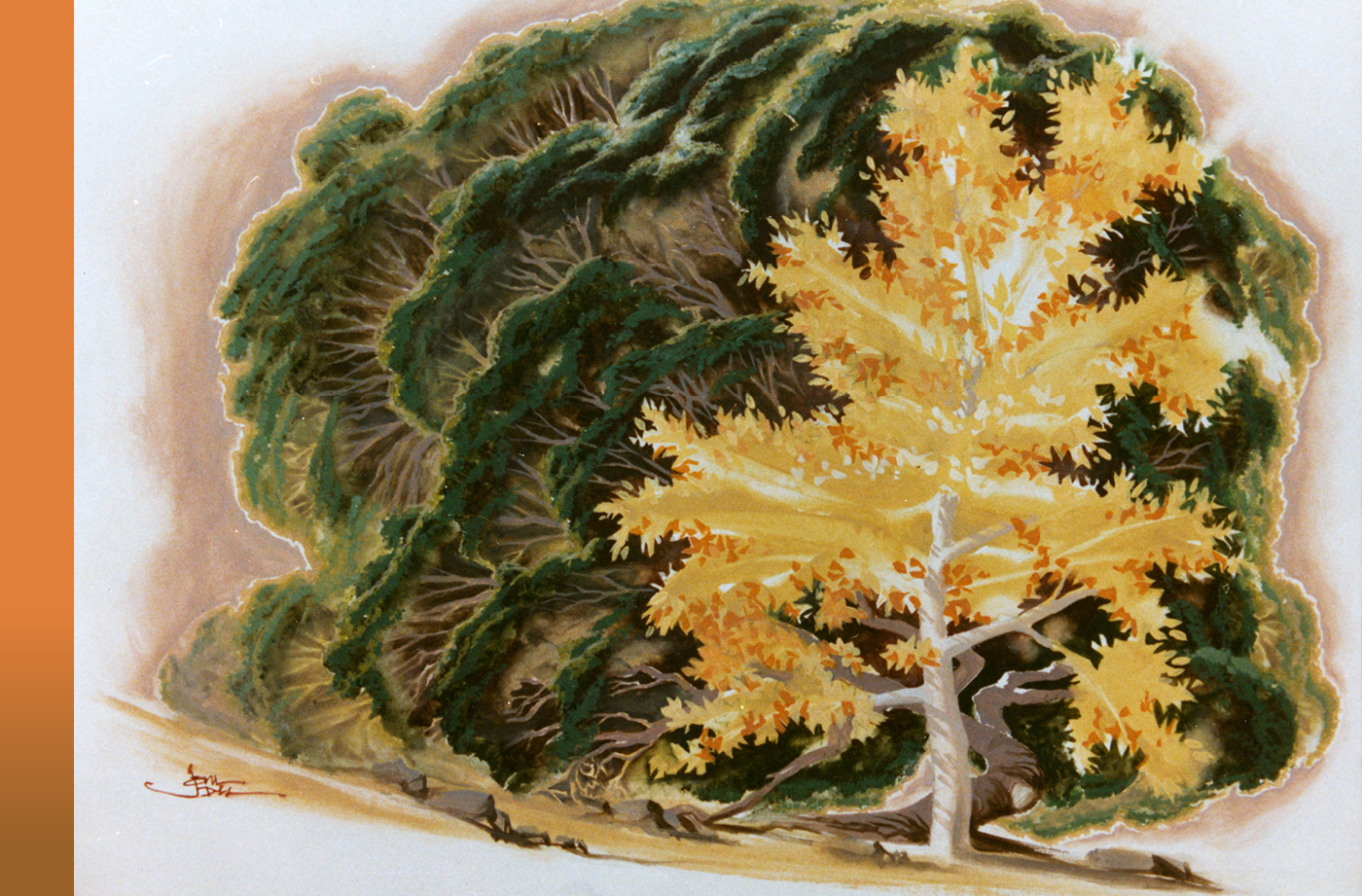 A golden tree surrounded by trees from behind with dark roots and dark green leaves that appear to be hugging it.