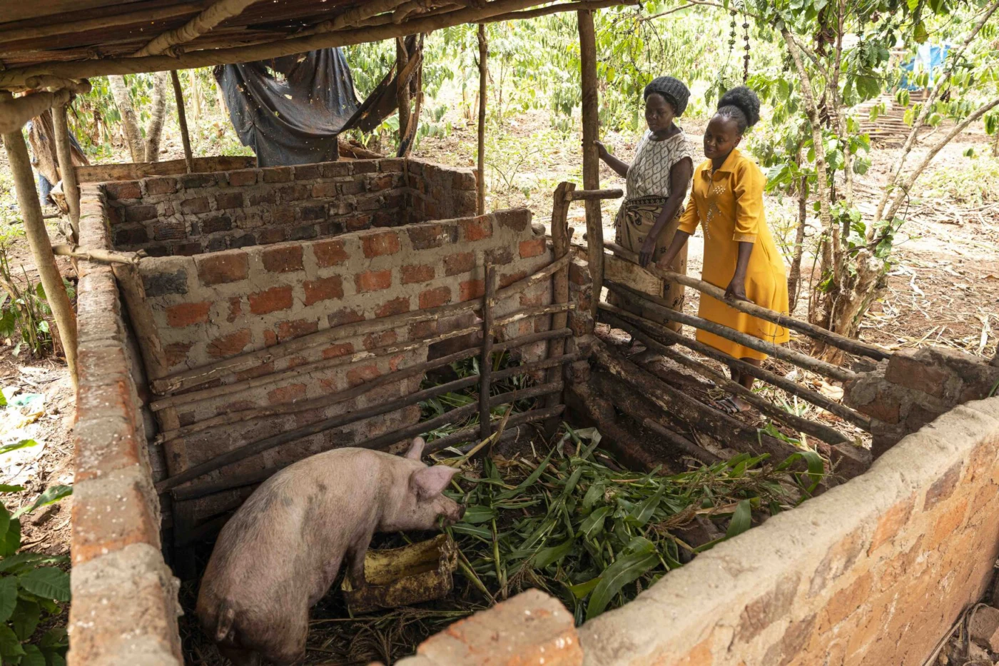 Favour's mom and another woman looking at a pig pen with a large pig inside.