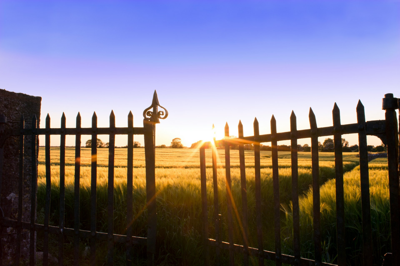 A wrought iron fence and gate with sunlight shining over a field beyond.