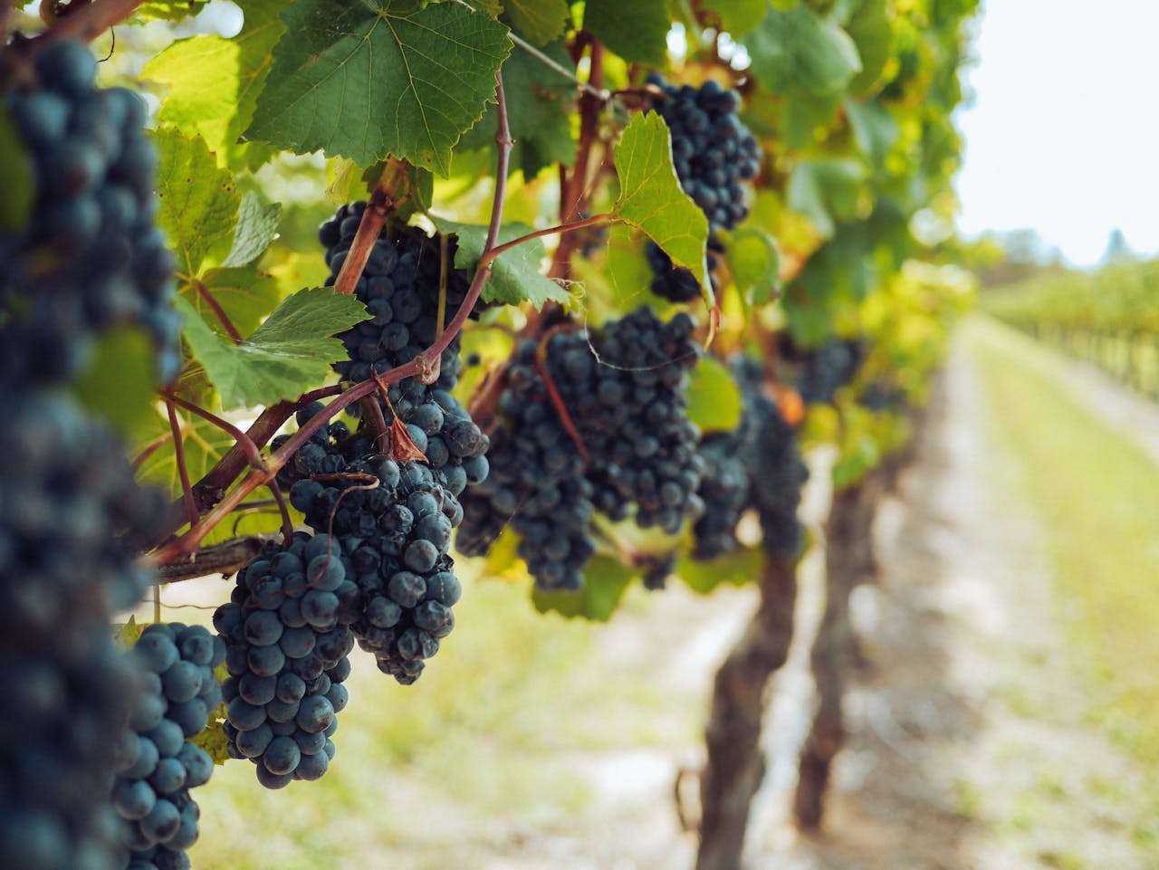Bunches of Grapes Hanging from Vines.