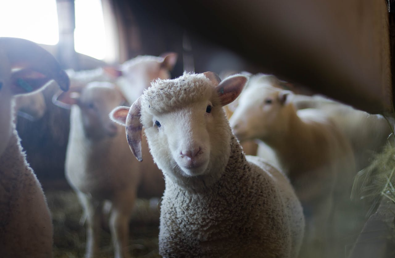 A sheep looking directly at the camera, with a group of sheep behind it.