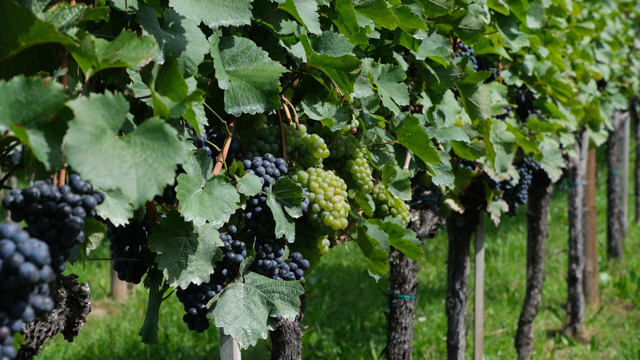 Lush vineyard showcasing ripe clusters of green and purple grapes under summer sunlight.